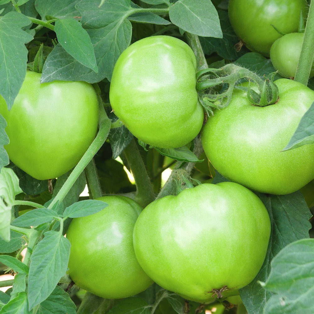 Mountain Merit Bush Tomato Seeds – Botanical Interests