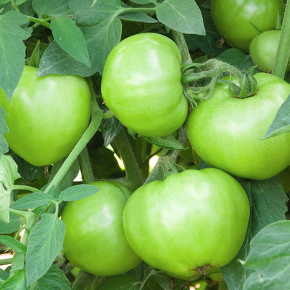 Mountain Merit Bush Tomato Seeds