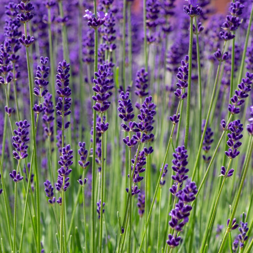 lavender seeds nearby Munstead Lavender Seeds