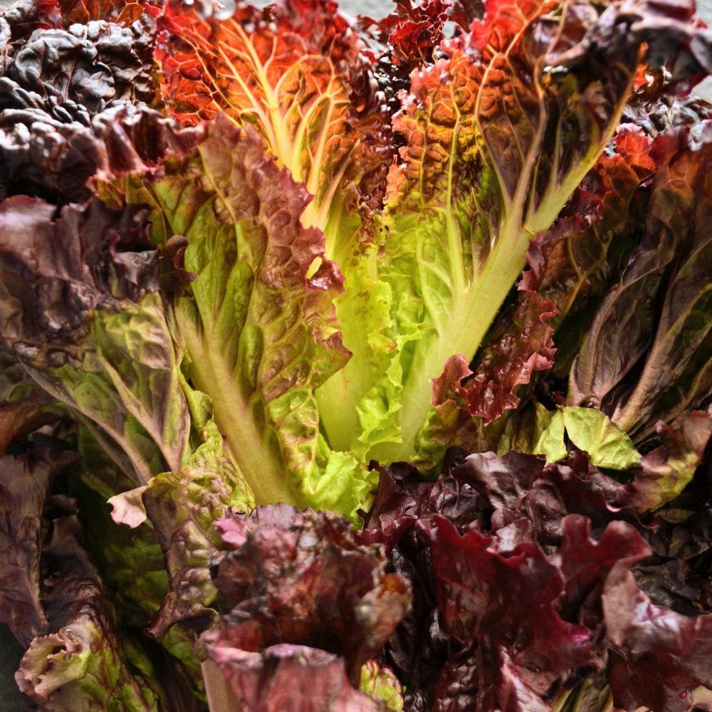 Botanical Interests Lettuce Leaf
