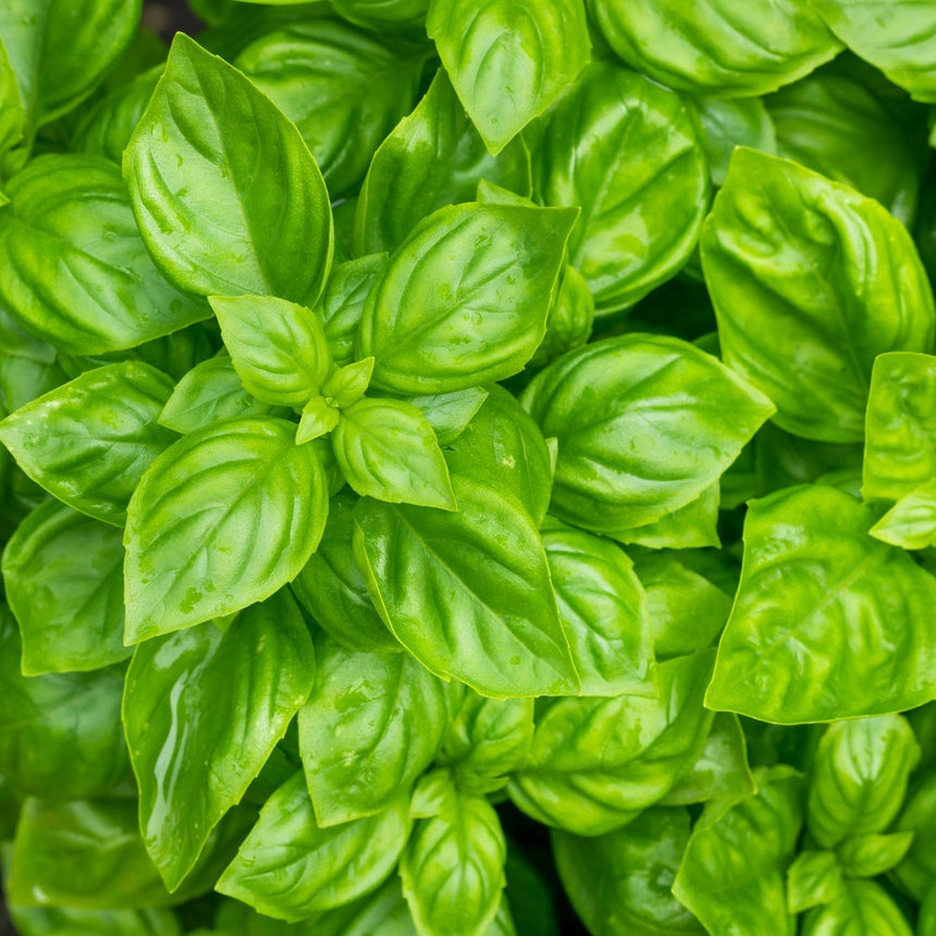Noga Basil Seeds