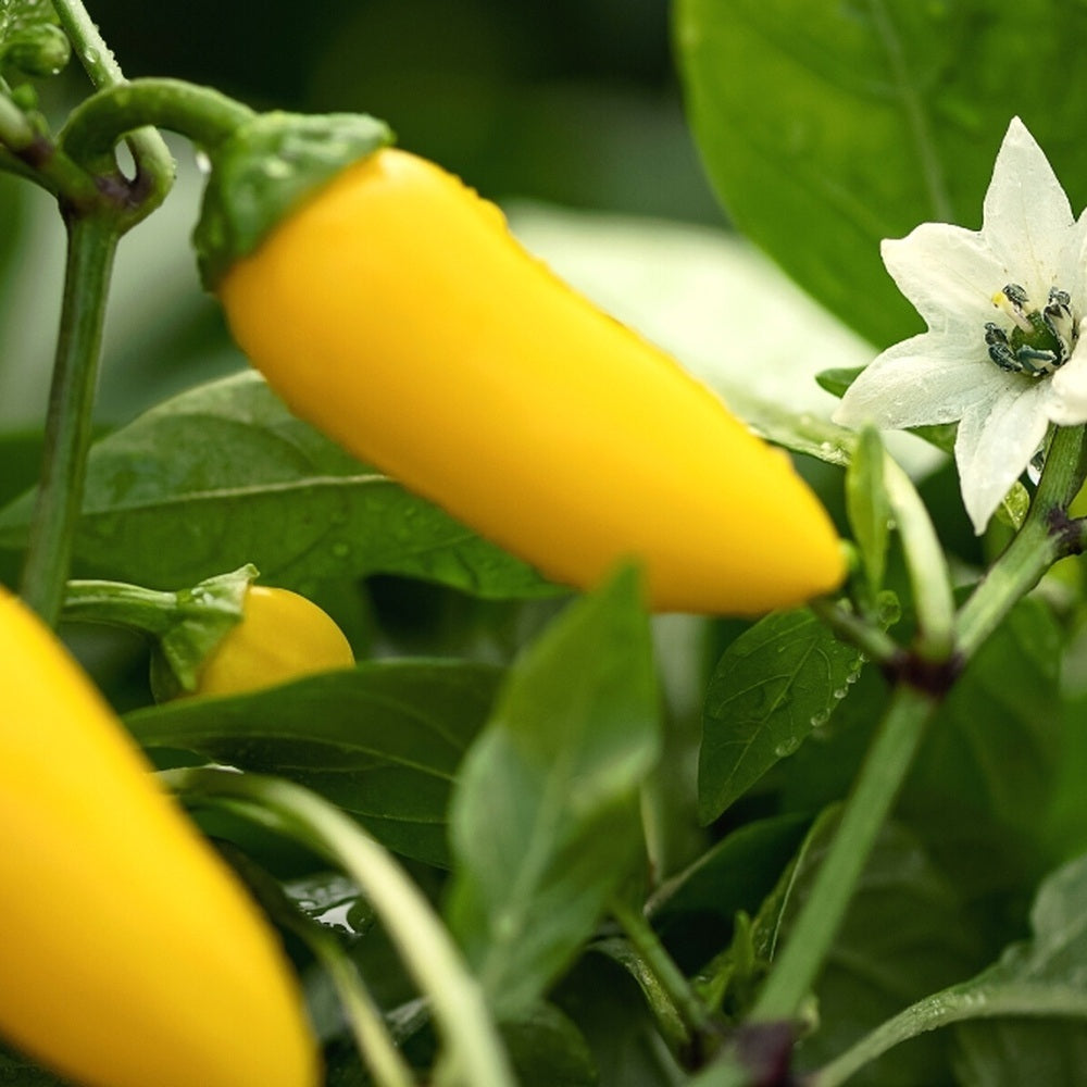 NuMex Lemon Spice Jalapeño Chile Pepper Seeds – Botanical Interests