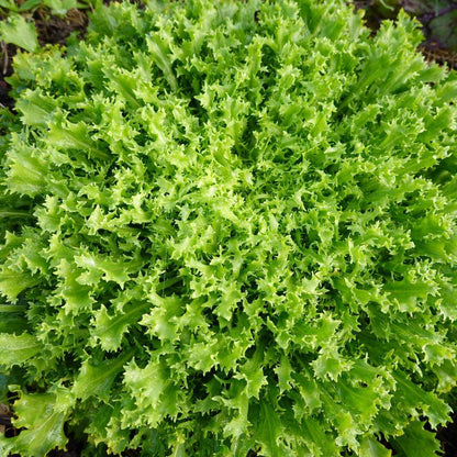 Olesh Tres Fine Endive Seeds