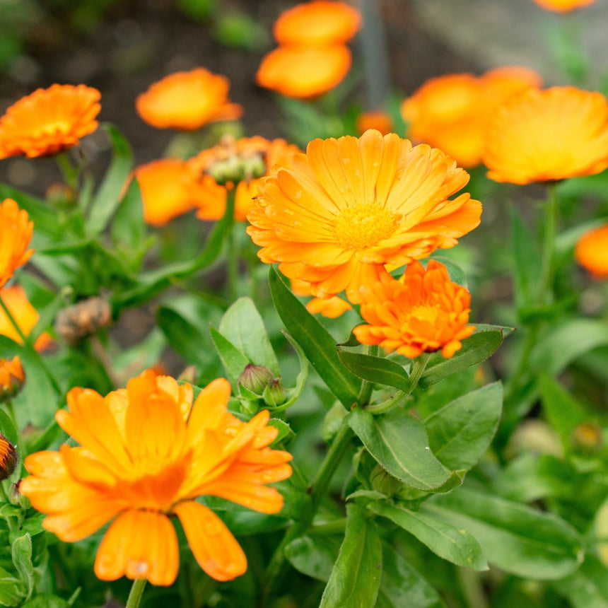 pot marigold plants for sale Oopsy Daisy Calendula (Pot Marigold) Seeds