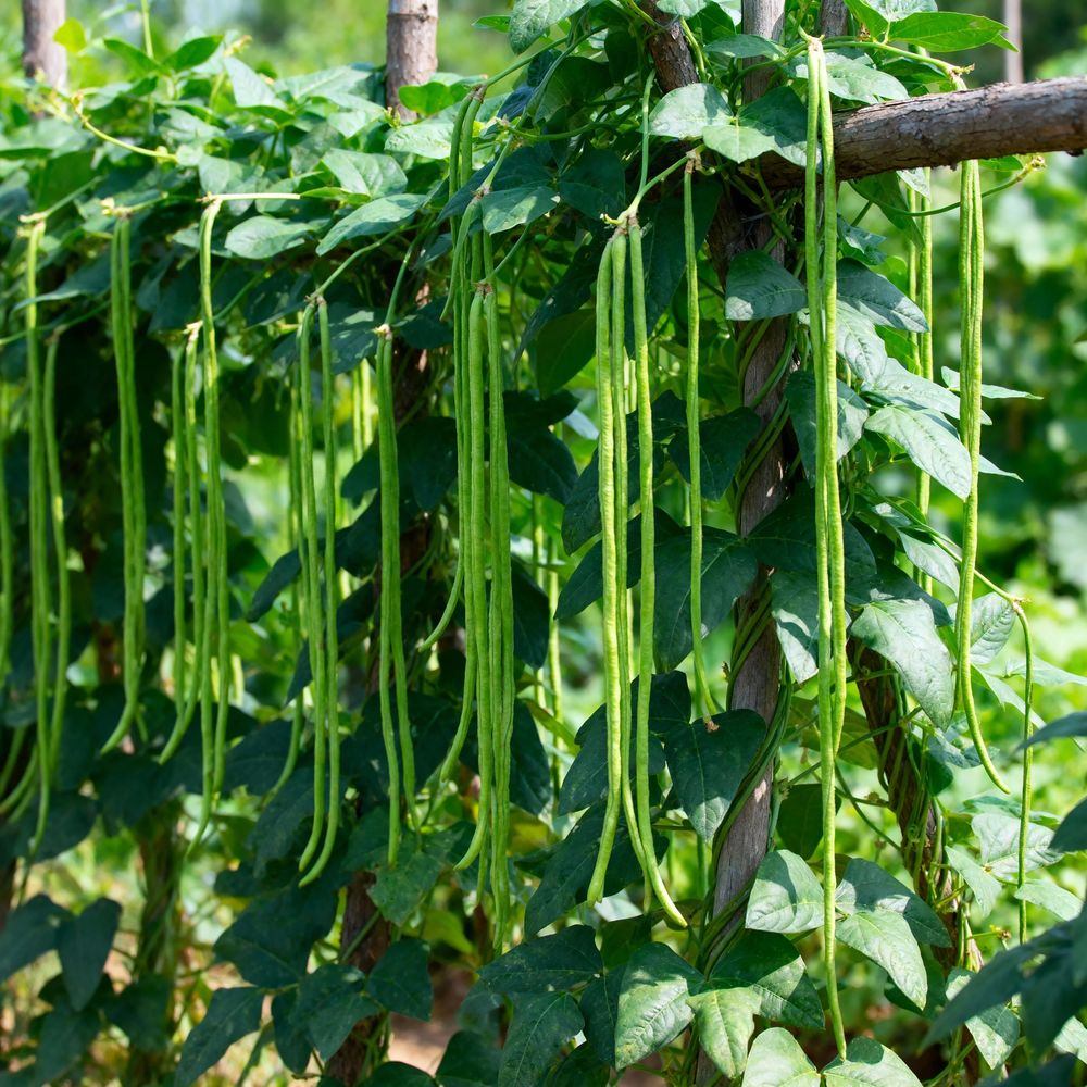 Orient Wonder Pole Yard Long Bean Seeds – Botanical Interests