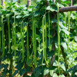 Orient Wonder Pole Yard Long Bean Seeds