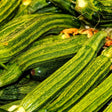 Costata Romanesco Summer Squash Seeds