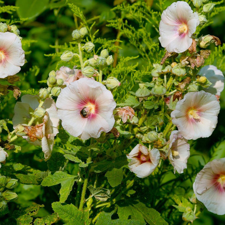 hollyhock seed planting Outhouse Hollyhock Seeds