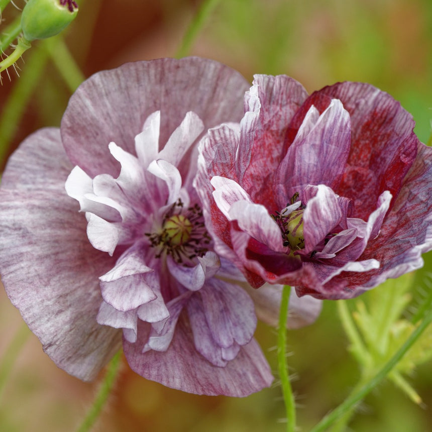 Pandora Poppy Seeds
