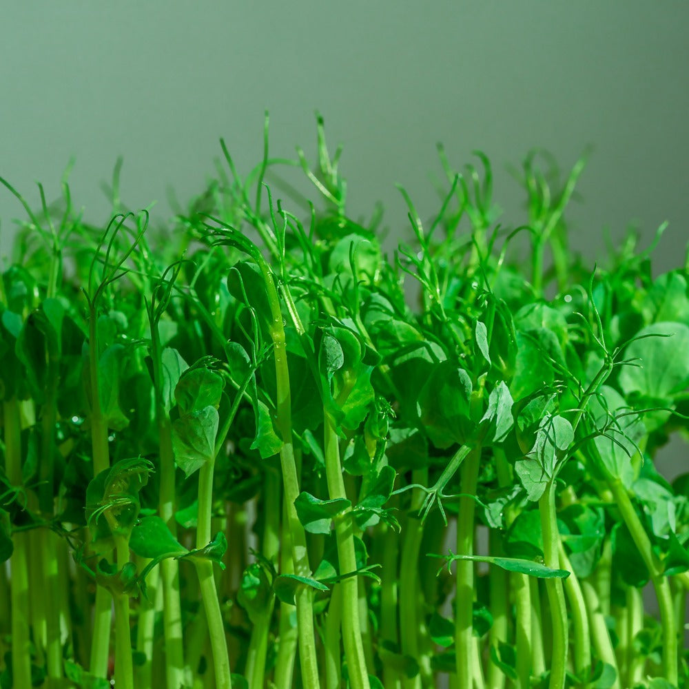 Pea Shoots Baby Greens Seeds