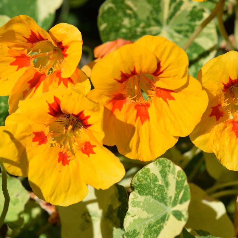 Peach Melba Nasturtium Seeds
