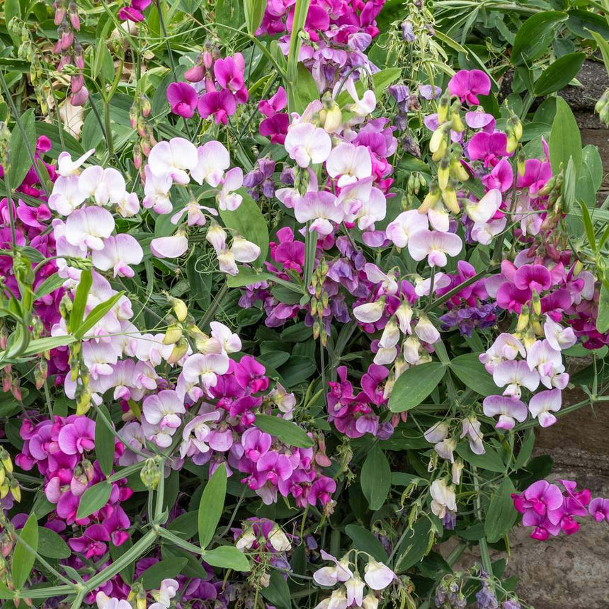 planting perennial sweet pea seeds Perennial Blend Sweet Pea Seeds
