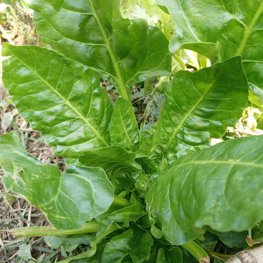 spinach seeds on plant Perpetual Spinach Swiss Chard Seeds