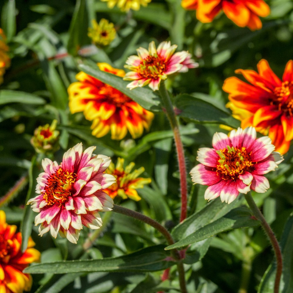 Persian Carpet Zinnia Seeds – Botanical Interests