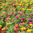 Peruvian Blend Zinnia Seeds