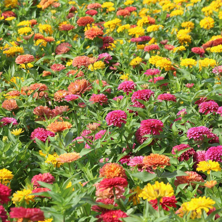 Peruvian Blend Zinnia Seeds