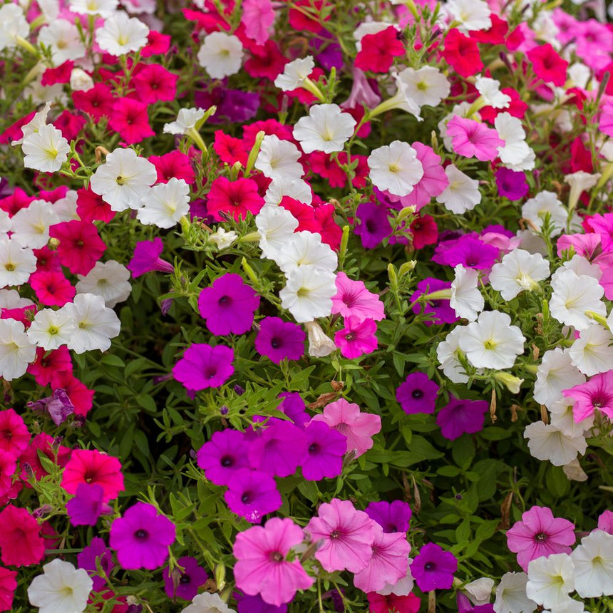 petunia seed planting depth Petite Charmer Blend Petunia Seeds