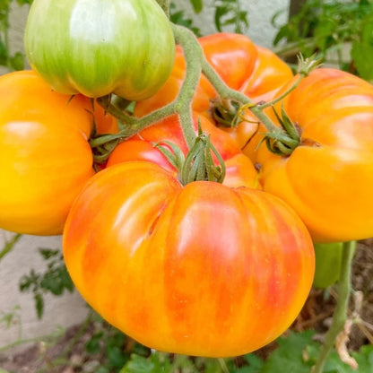 Pineapple Pole Tomato Seeds