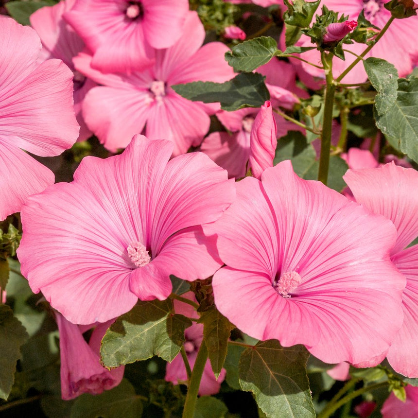 scarlet rose mallow seeds Pink Rose Mallow Seeds