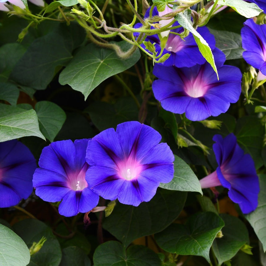 morning glory seeds legal Pinwheel Blend Morning Glory Seeds