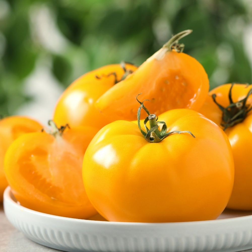 家具 tomato Pork Chop Pole Tomato Seeds – Botanical Interests