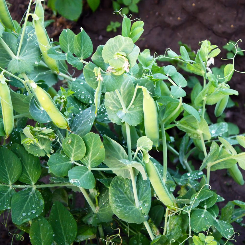 a pea plant that has round seeds Progress #9 Shelling Pea Seeds
