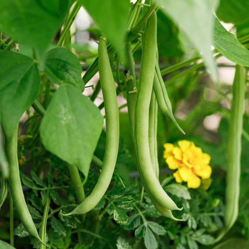 pole bean seed planting Provider Bush Bean Seeds – Botanical Interests
