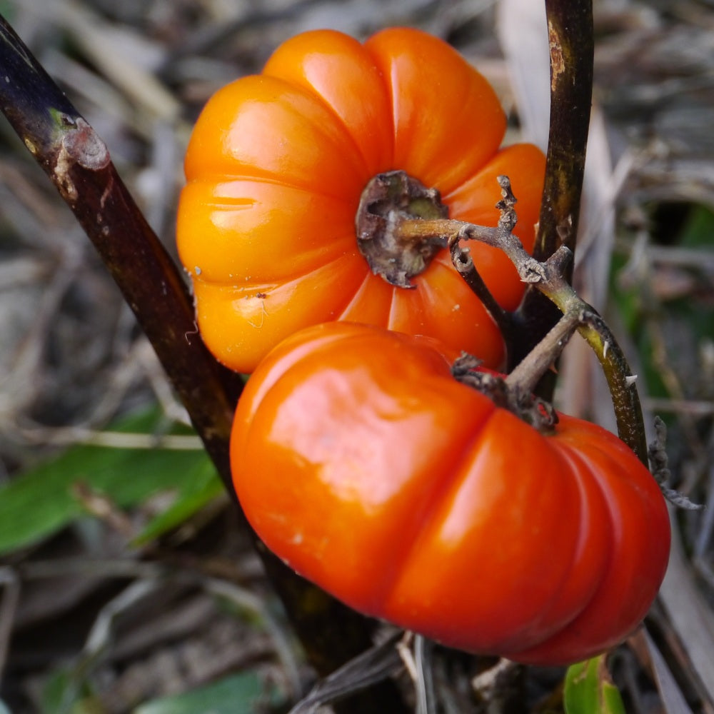 Pumpkin on a Stick Seeds