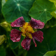 Purple Emperor Trailing Nasturtium Seeds