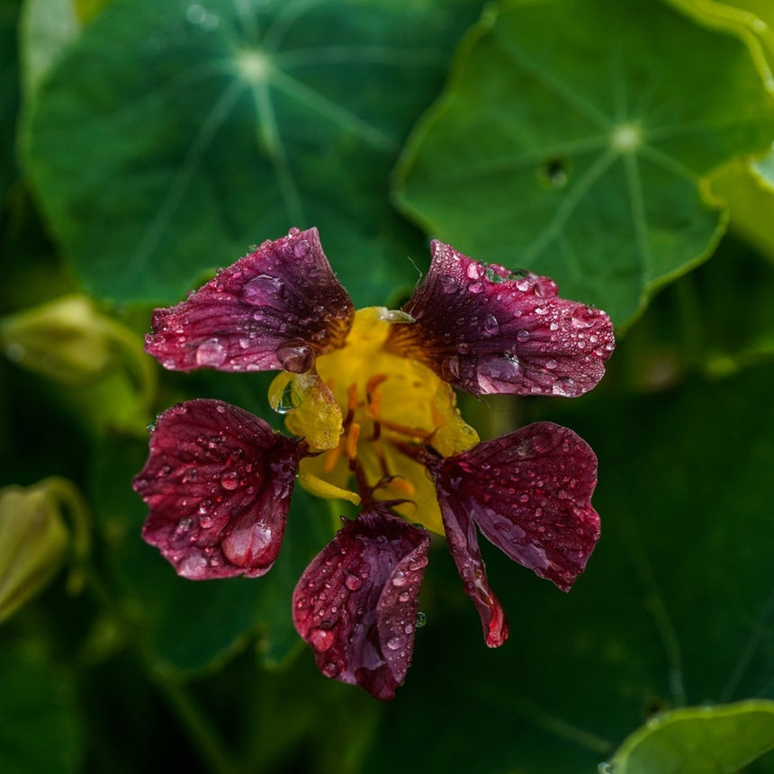 Purple Emperor Trailing Nasturtium Seeds