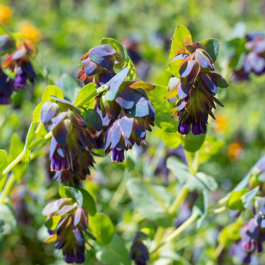 purple wonder strawberry seeds Purple Tear Honeywort Seeds