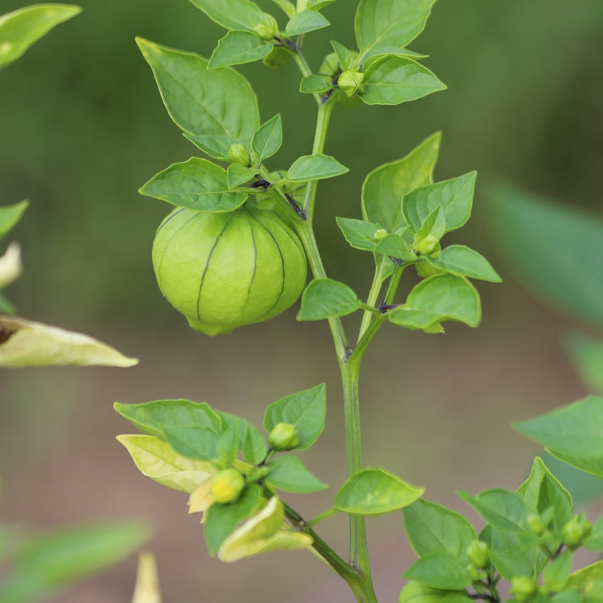 plant tomatillo seeds Botanical Interests Tomatillo Purple Organic