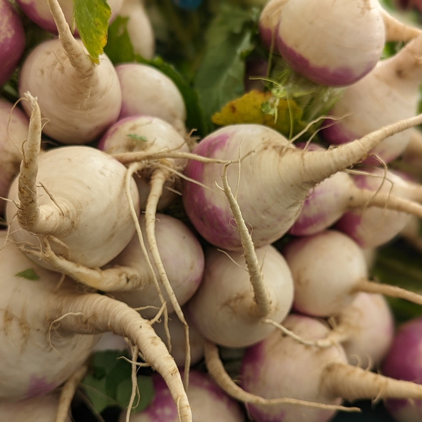 turnip seed planting depth Purple Top White Globe Turnip Seeds