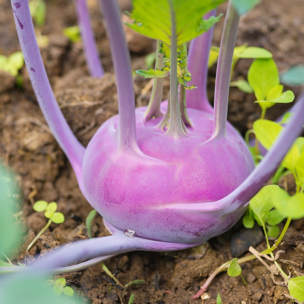 Purple Vienna Kohlrabi Seeds