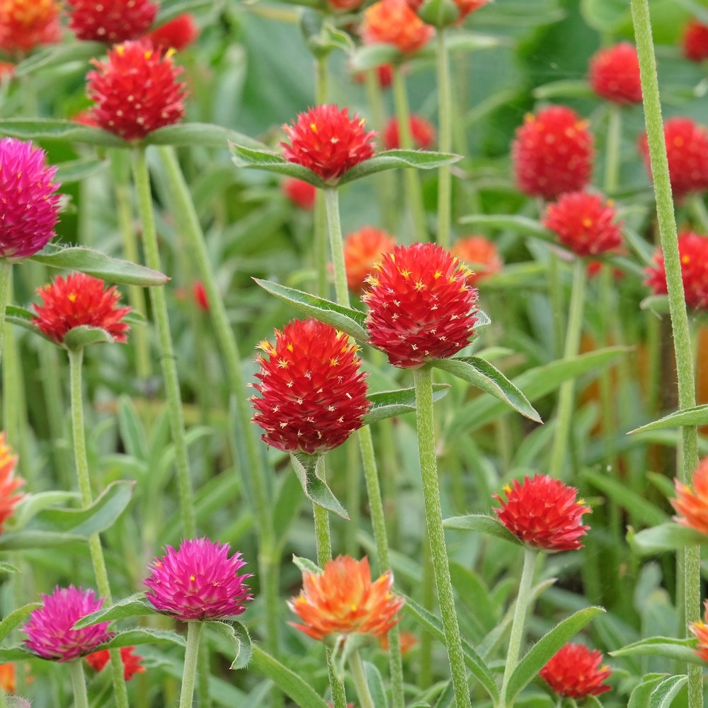 Botanical Interests Gomphrena QIS - Thumbnail 2