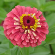 Queeny Lime Red Zinnia Seeds