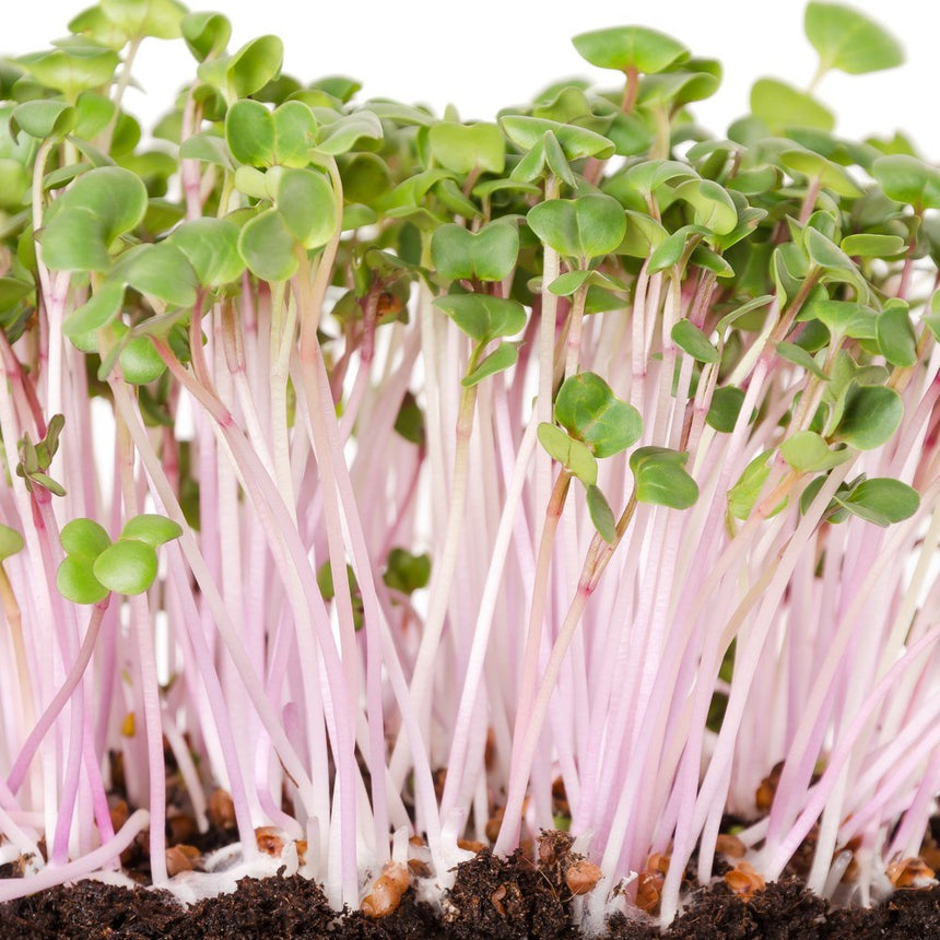 china rose radish sprouting seeds China Rose Radish Sprouts Seeds
