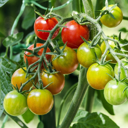 Rainbow Blend Pole Cherry Tomato Seeds