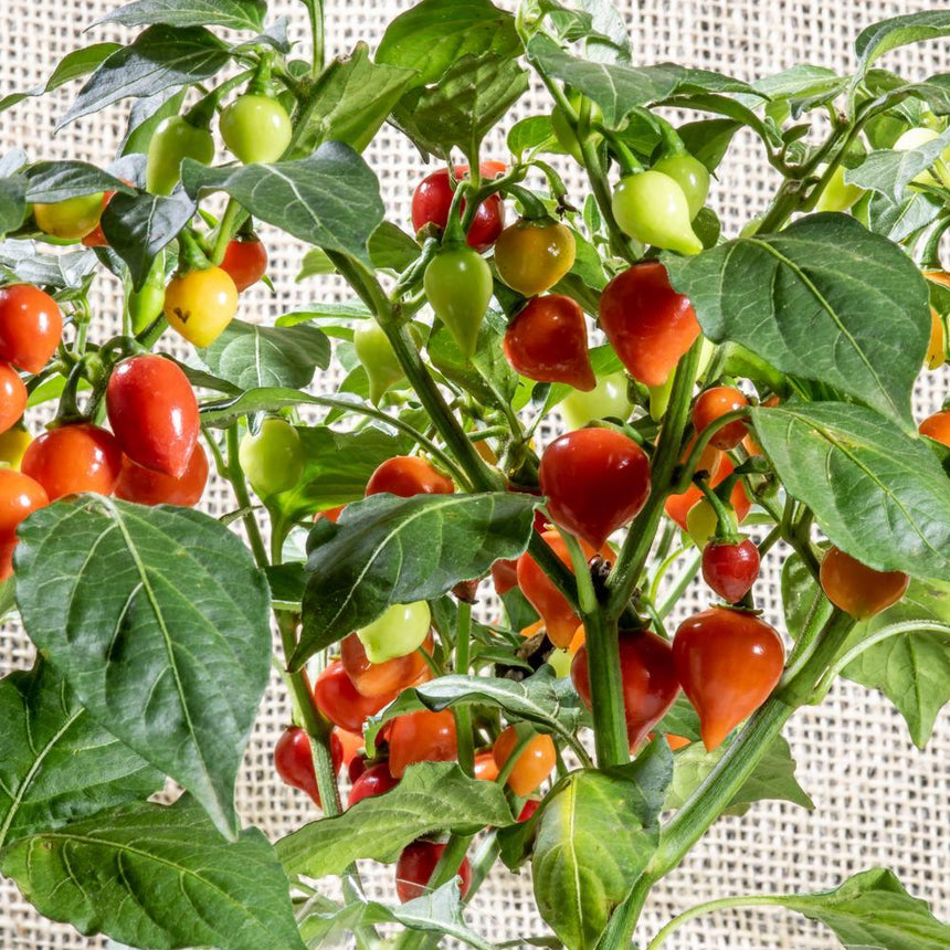 red pepper seeds planting Red and Yellow Blend Biquinho Chile Pepper Seeds – Botanical Interests