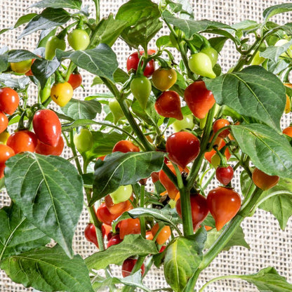 Red and Yellow Blend Biquinho Chile Pepper Seeds