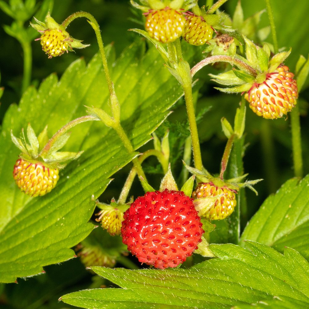 Red and Yellow Wonder Blend Strawberry Seeds