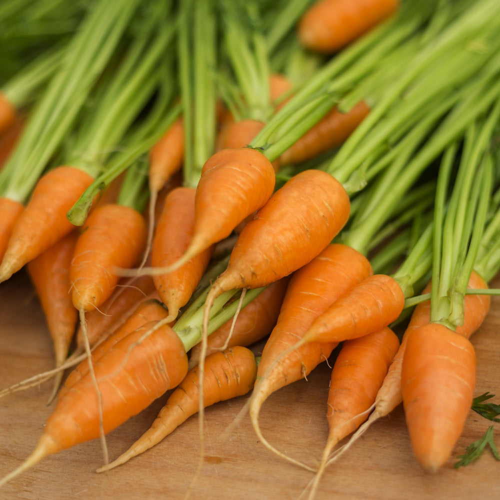 キャロットページです Red Cored Chantenay Carrot Seeds – Botanical Interests