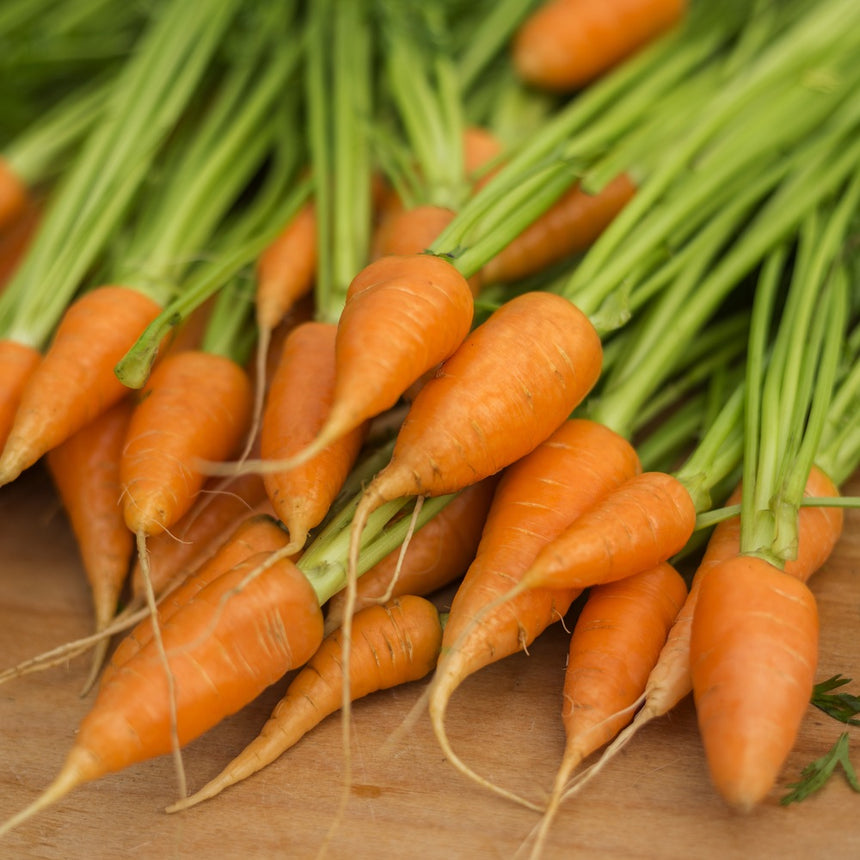 Red Cored Chantenay Carrot Seeds