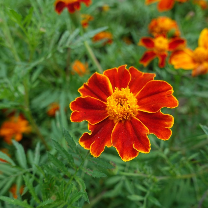 marigolds seeds for sale Red Metamorph French Marigold Seeds