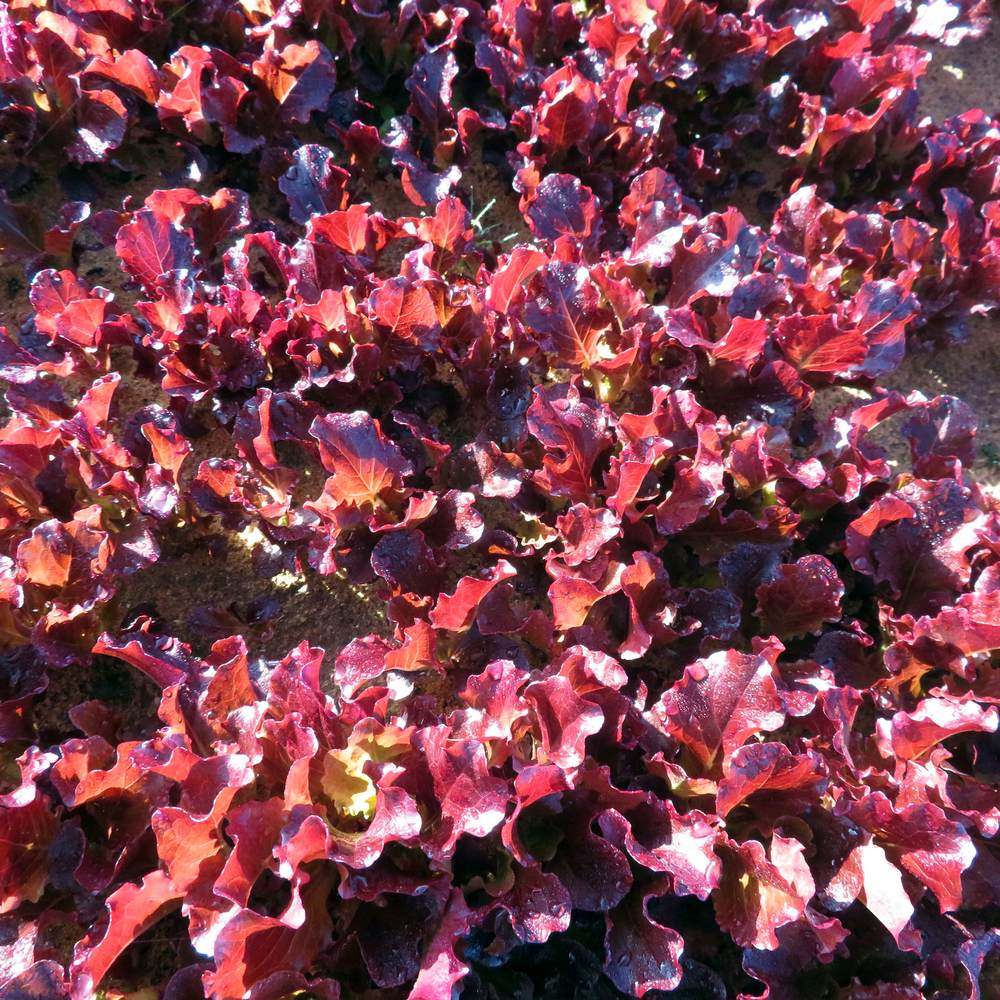 Botanical Interests Lettuce Seeds - Thumbnail 5