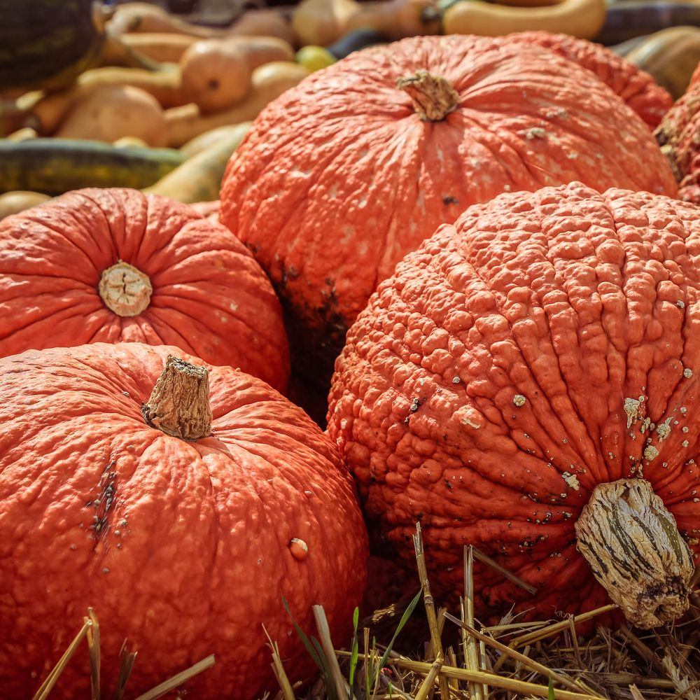 Red Warty Thing Pumpkin Seeds