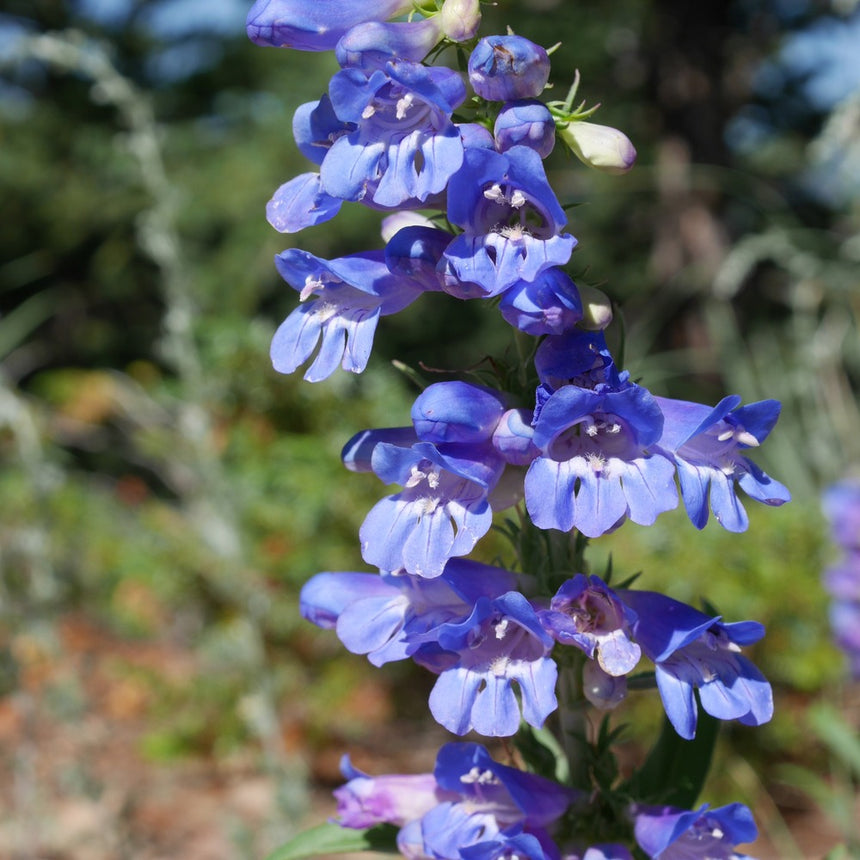 penstemon flower seeds Rocky Mountain Blue Penstemon Seeds