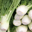 Romanesco Fennel Seeds