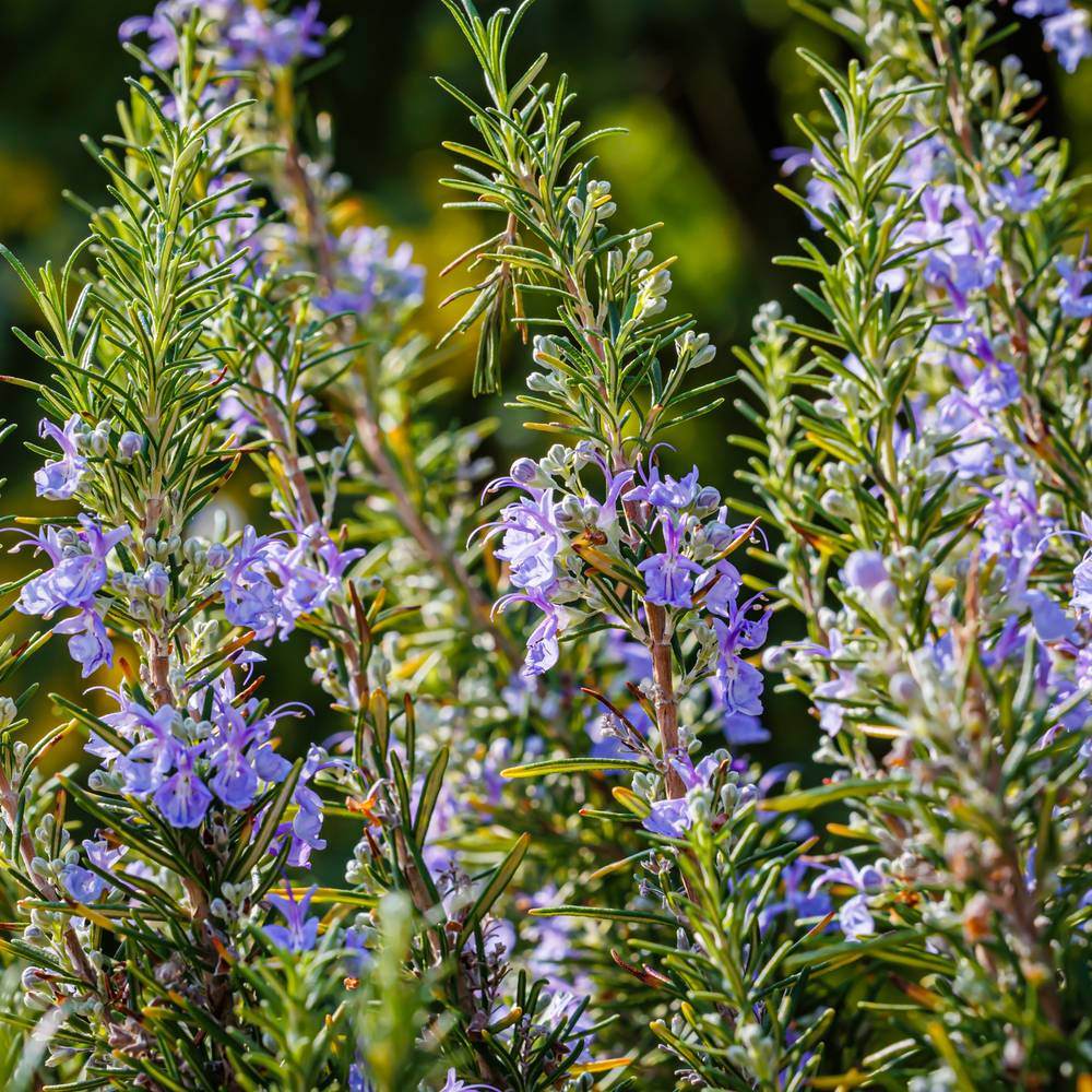 Rosemary彩 商品 Rosemary Seeds – Botanical Interests