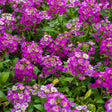Rosie O'Day Sweet Alyssum Seeds